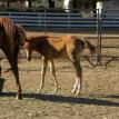 Filly by Dolls Union Jac out of Shady Marquis